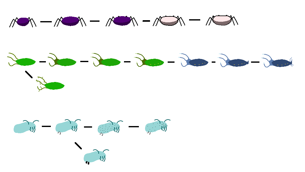 PHYLOGENY CHART.png